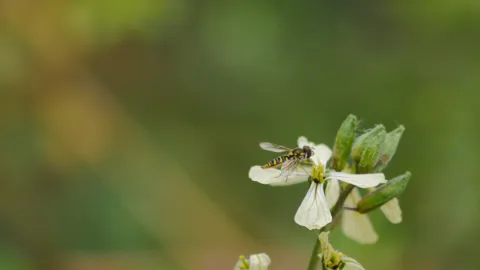 Tiny white flowers close-up. Finer identification remains unconfirmed.