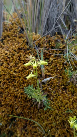 Small yellow-green Halenia flowers have four distinctive backward-pointing spurs above a low cluster of narrow leaves.