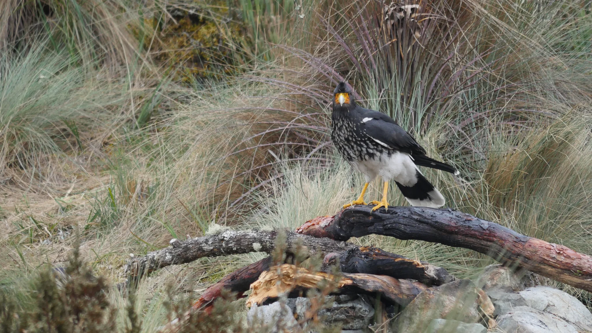 Yellow-faced bird perched on fallen wood. Finer identification remains unconfirmed.