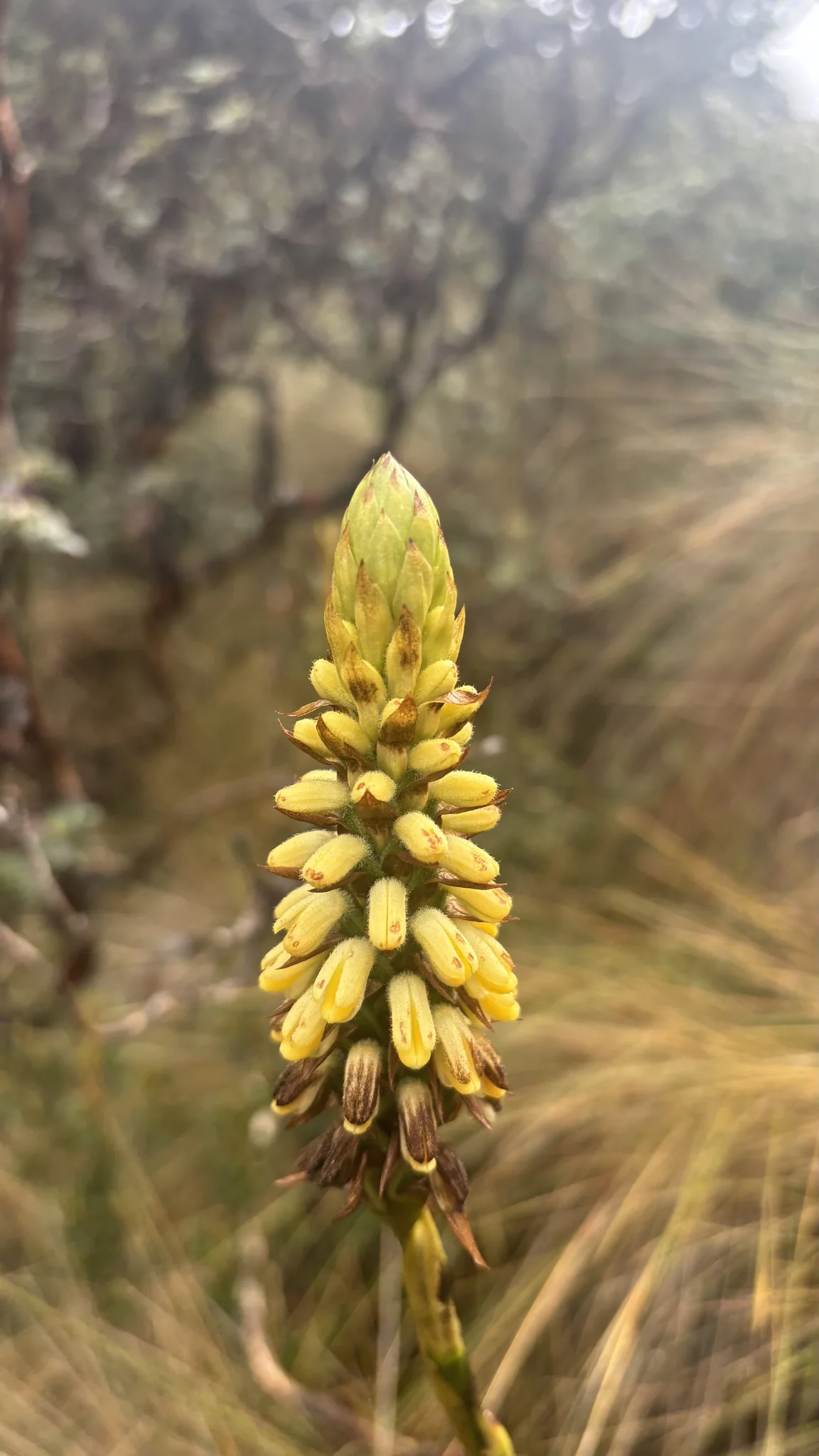Yellow flower spike among páramo grasses. Finer identification remains unconfirmed.