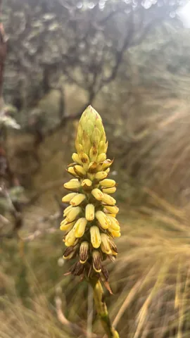 Yellow flower spike among páramo grasses. Finer identification remains unconfirmed.