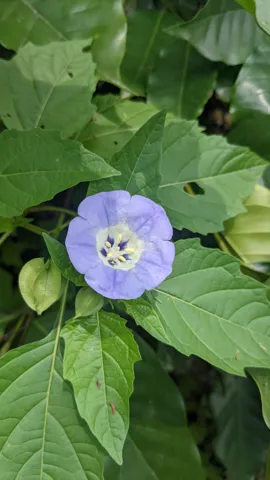 A lavender-blue Nicandra physalodes flower with a pale centre opens among toothed green leaves, beside an angular green fruiting calyx.