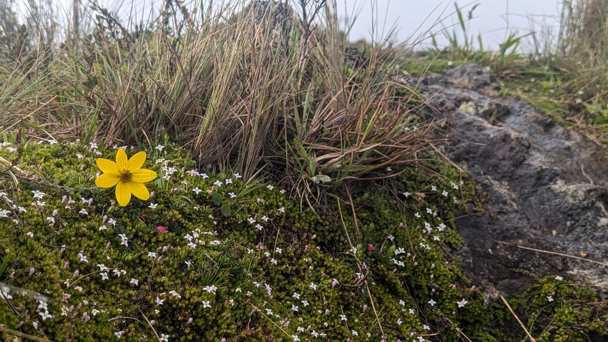 Yellow wildflower among low white-flowered shrubs. Finer identification remains unconfirmed.