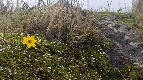 Yellow wildflower among low white-flowered shrubs. Finer identification remains unconfirmed.