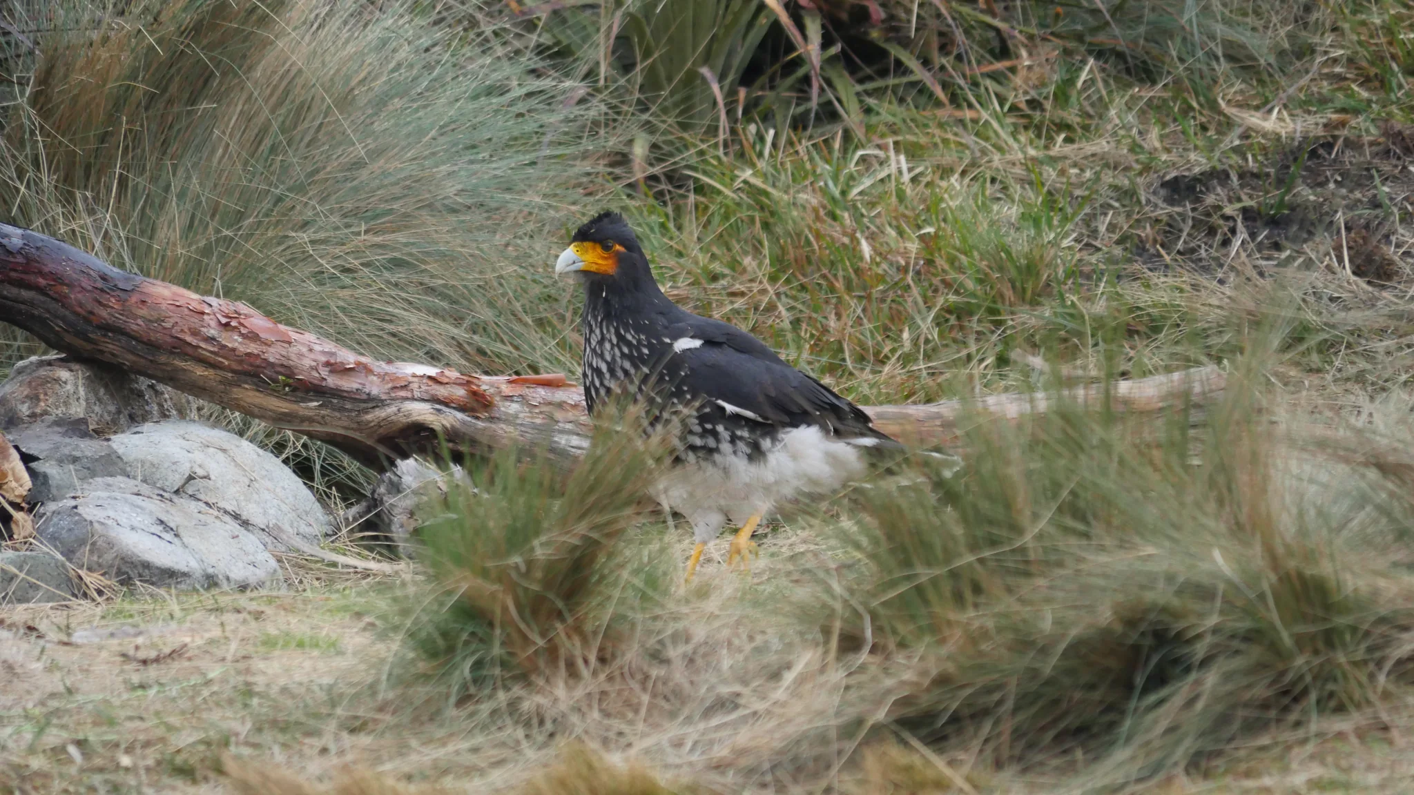 A caracara beside a fallen branch