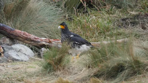 A caracara beside a fallen branch