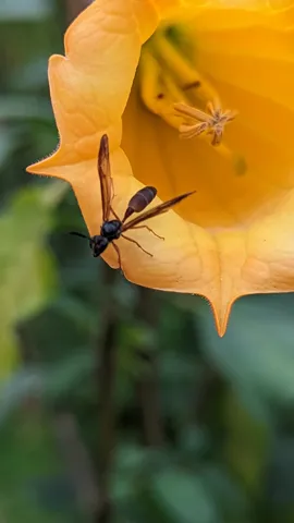 Yellow flower with insect. Finer identification remains unconfirmed.
