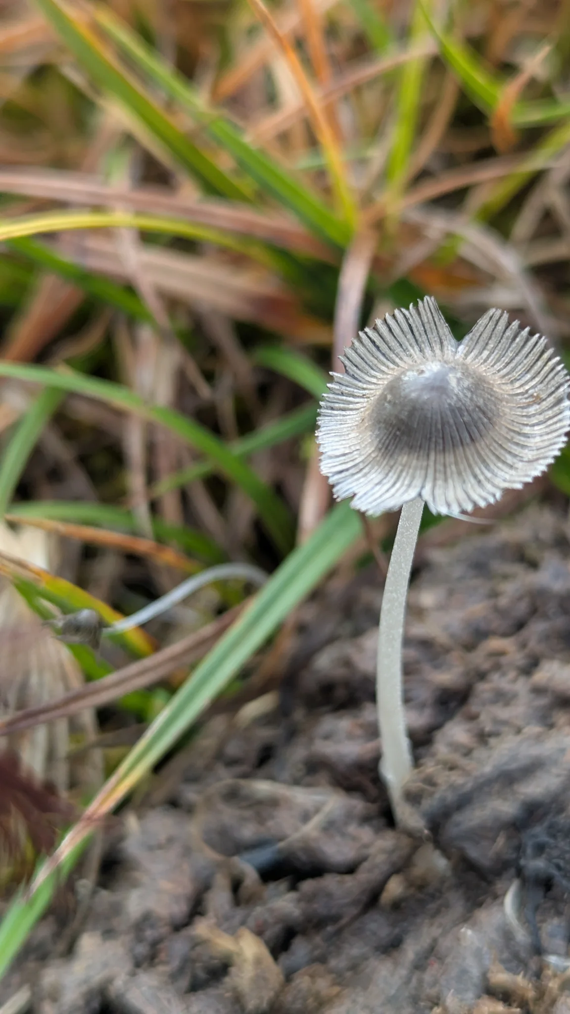 A small gray mushroom has fine radial pleats across its thin cap. The photograph does not establish the species.