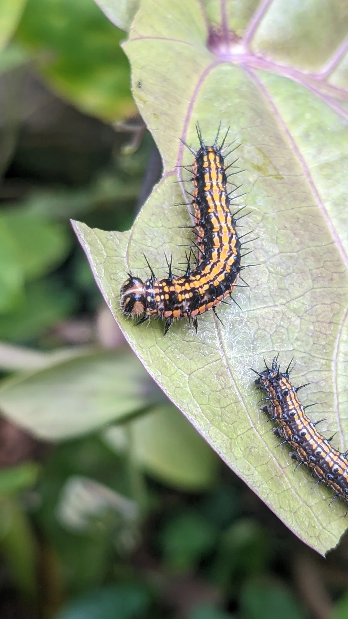 Two caterpillars on leaf. Finer identification remains unconfirmed.
