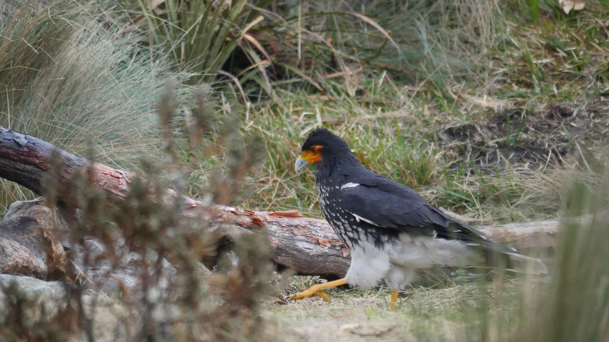Yellow-faced bird beside fallen wood. Finer identification remains unconfirmed.