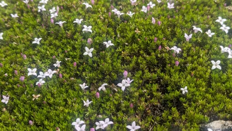 Low shrub with small white flowers. Finer identification remains unconfirmed.