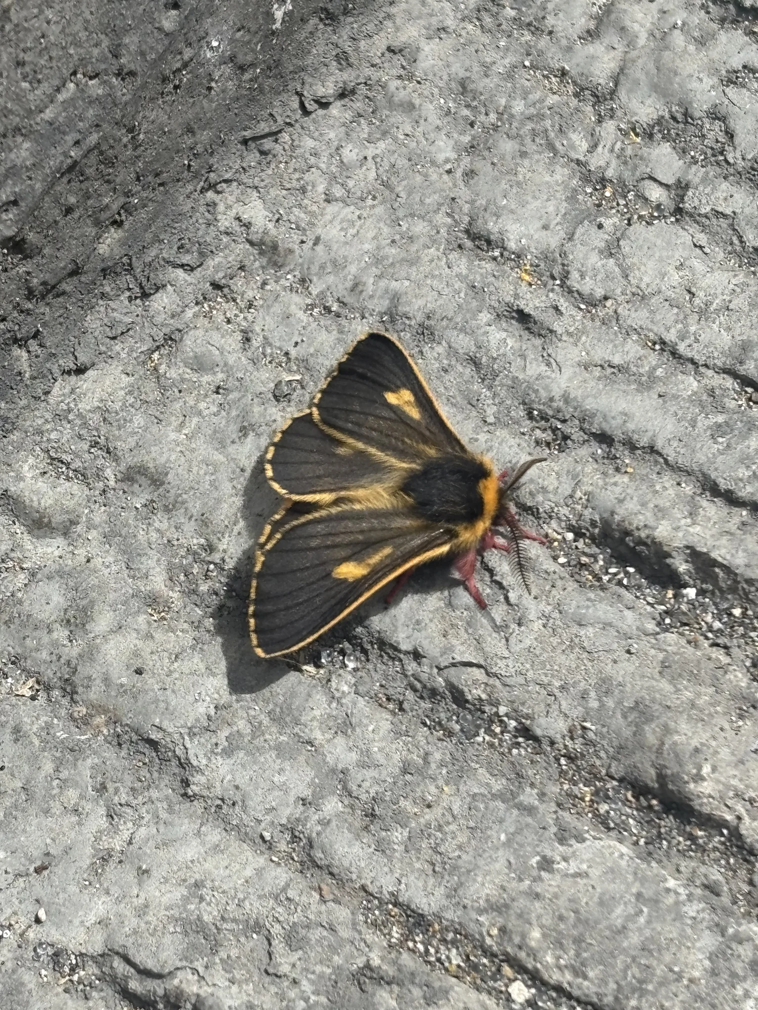 Black and gold moth on grey rock. Finer identification remains unconfirmed.