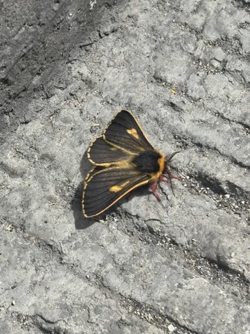 Black and gold moth on grey rock. Finer identification remains unconfirmed.