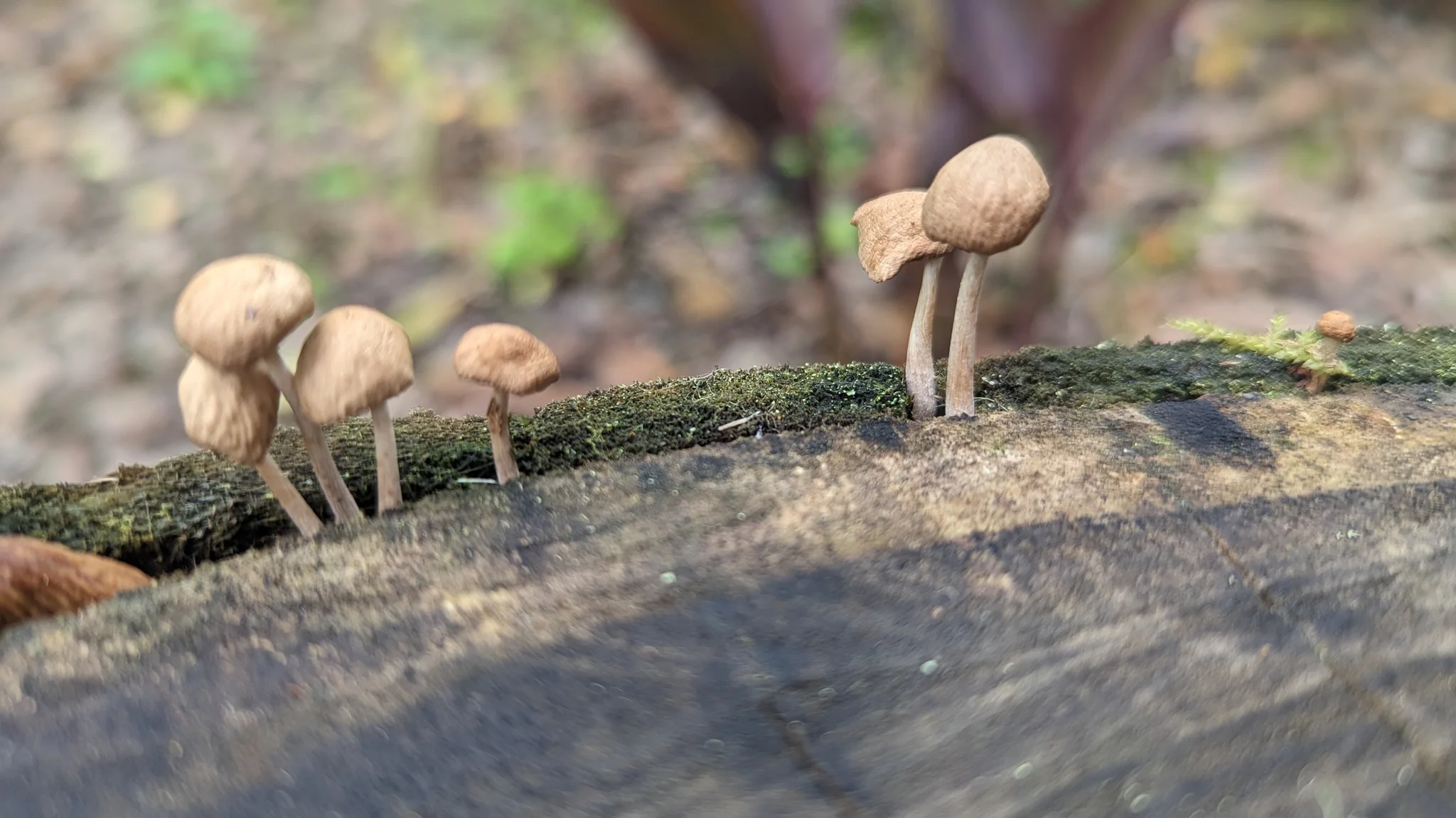 Small mushrooms on fallen wood. Finer identification remains unconfirmed.