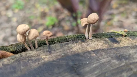 Small mushrooms on fallen wood. Finer identification remains unconfirmed.