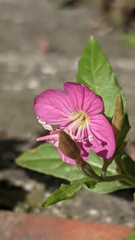 Pink flower close-up. Finer identification remains unconfirmed.