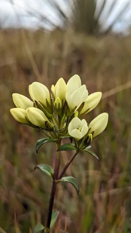 Small cream-colored flower cluster. Finer identification remains unconfirmed.