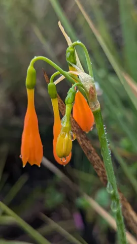 Hanging orange tubular flowers. Finer identification remains unconfirmed.