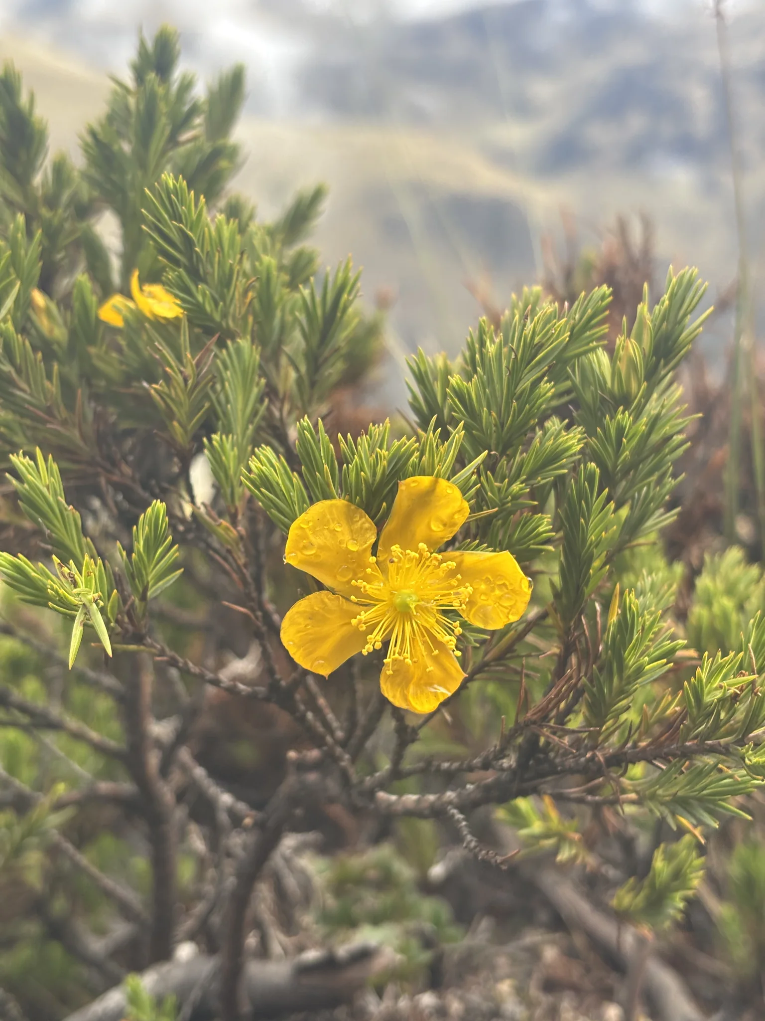 Yellow blossom with water droplets. Finer identification remains unconfirmed.