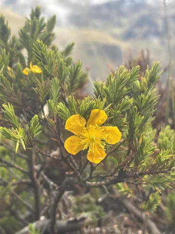Yellow blossom with water droplets. Finer identification remains unconfirmed.