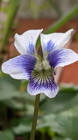 Purple and white flower close-up. Finer identification remains unconfirmed.