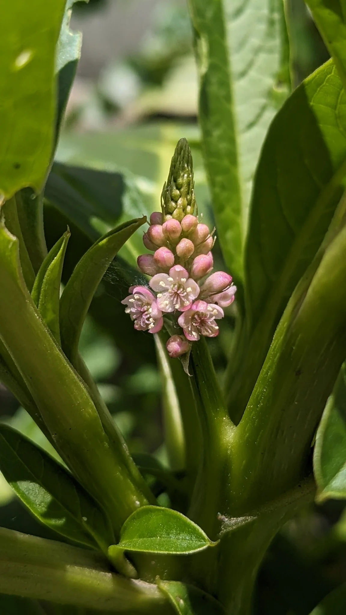 A short Phytolacca raceme bears small pink flowers with numerous stamens beside broad simple green leaves.