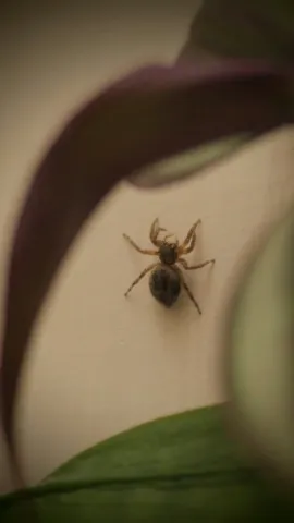 Tiny spider on a curved surface. Finer identification remains unconfirmed.