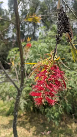 Red flower cluster on tree. Finer identification remains unconfirmed.