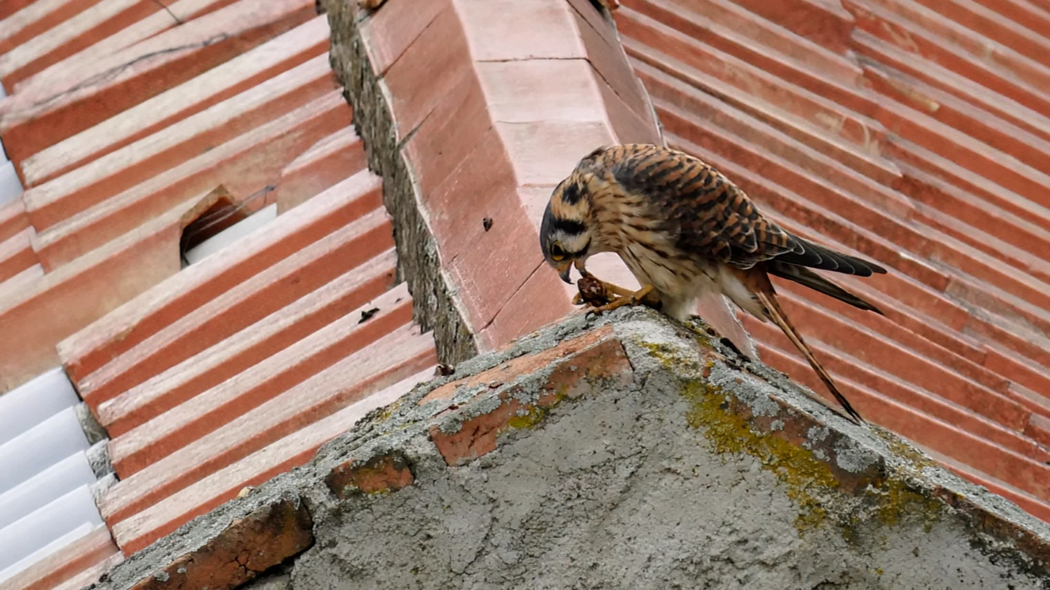 Bird perched on brick masonry. Finer identification remains unconfirmed.