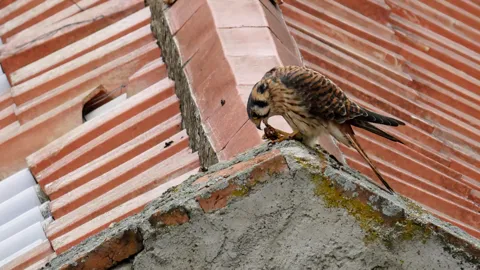 Bird perched on brick masonry. Finer identification remains unconfirmed.