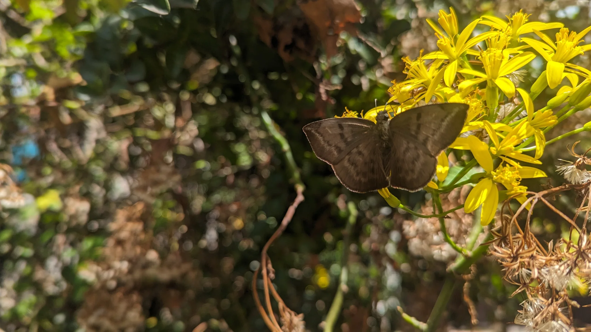 Dark butterfly on yellow flowers. Finer identification remains unconfirmed.