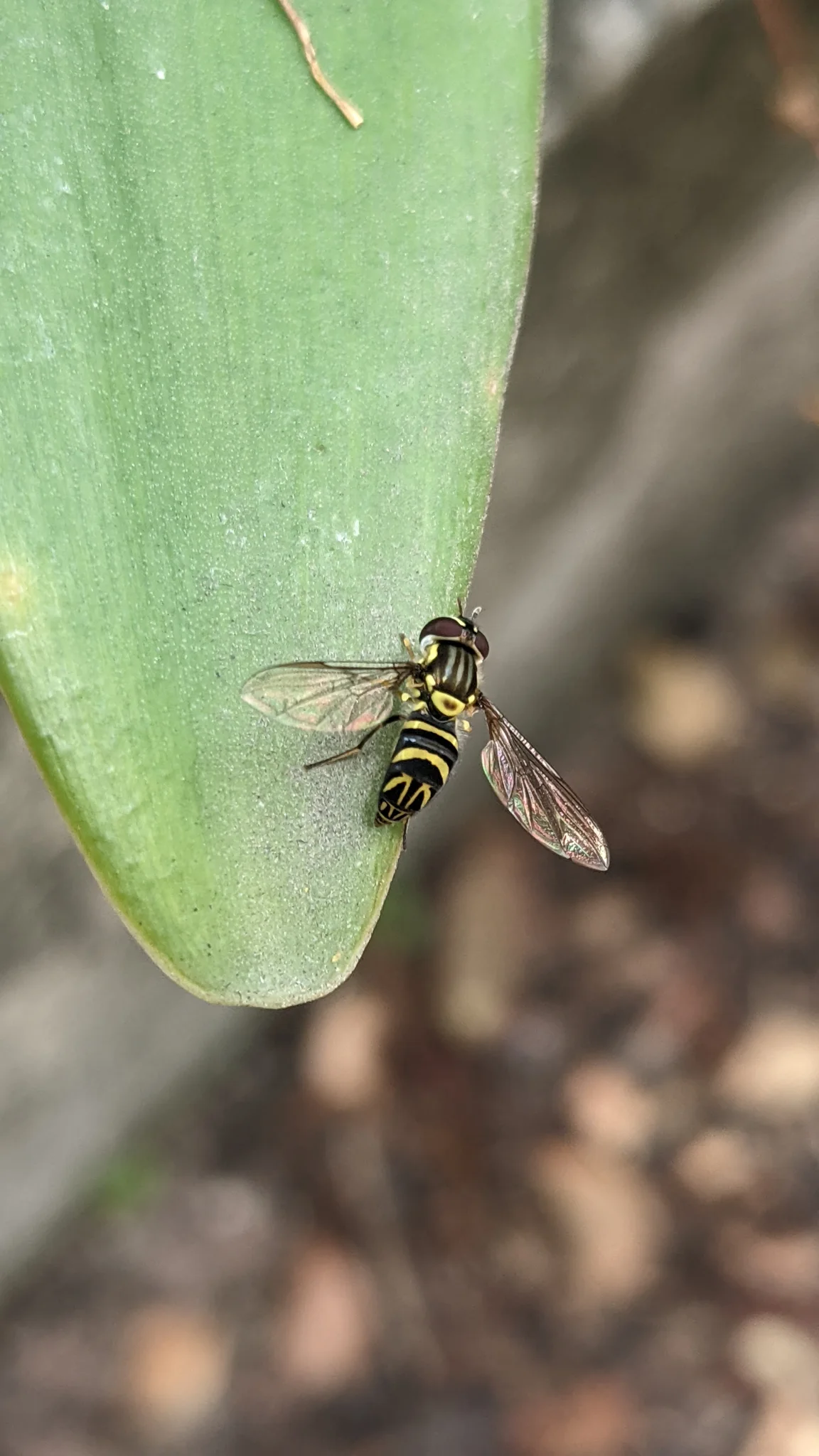 Striped fly on cactus-like leaf. Finer identification remains unconfirmed.