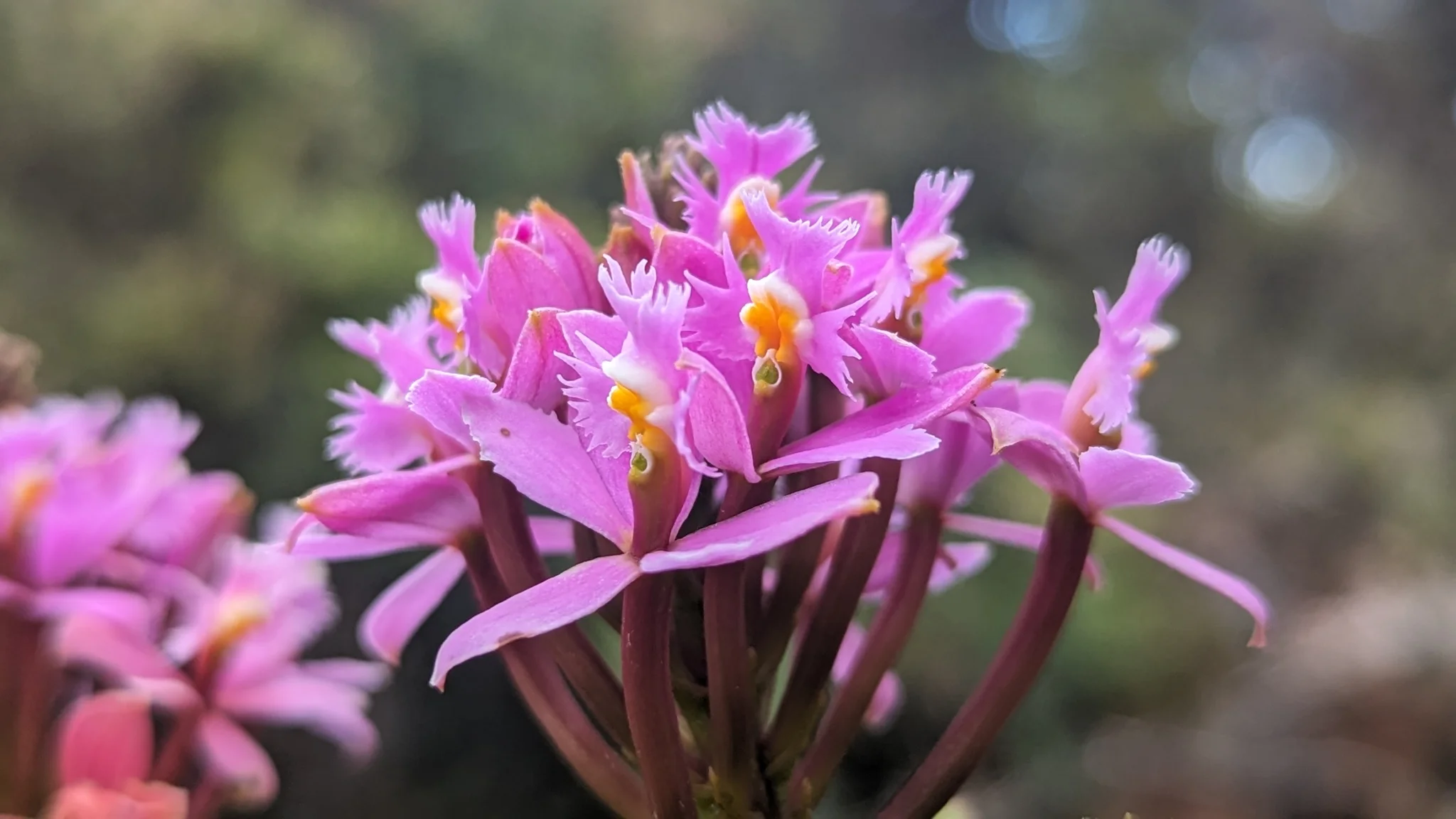 Close view of a cluster of pink Epidendrum orchids, showing narrow spreading sepals and petals around prominent fringed lips.