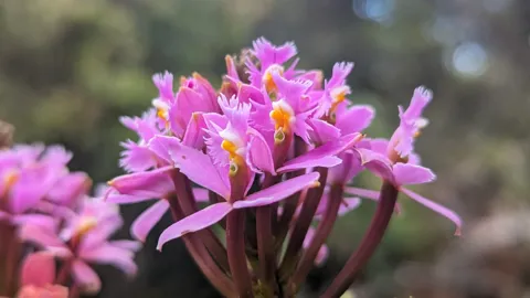 Close view of a cluster of pink Epidendrum orchids, showing narrow spreading sepals and petals around prominent fringed lips.