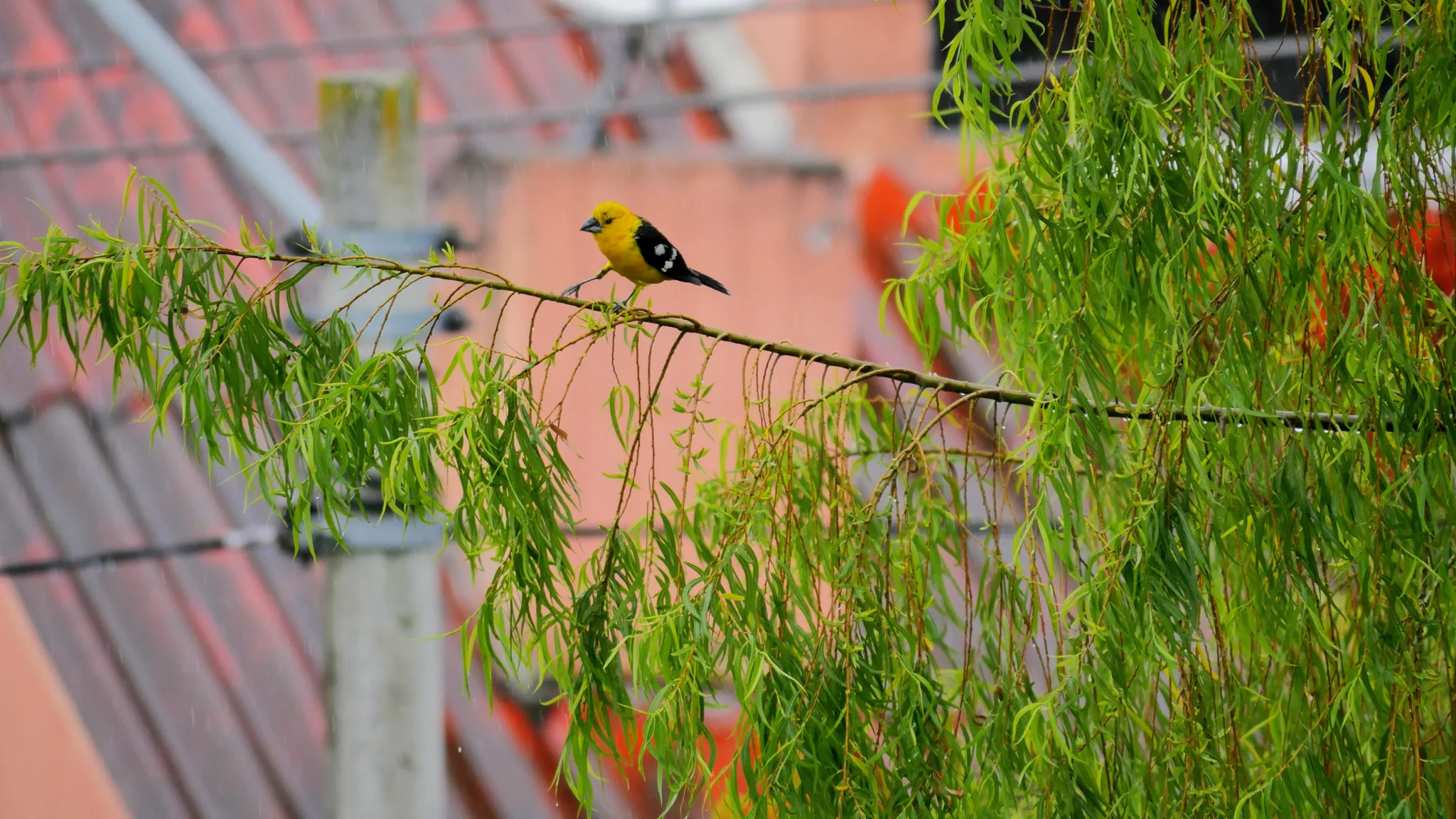 Bird on leafy branch. Finer identification remains unconfirmed.