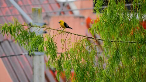 Bird on leafy branch. Finer identification remains unconfirmed.