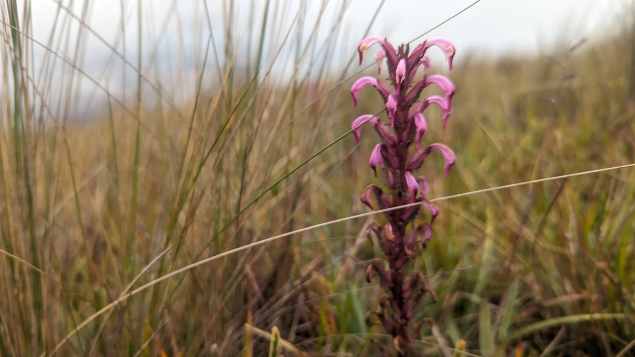 A pink flower spike above the grass