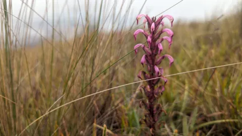 A pink flower spike above the grass