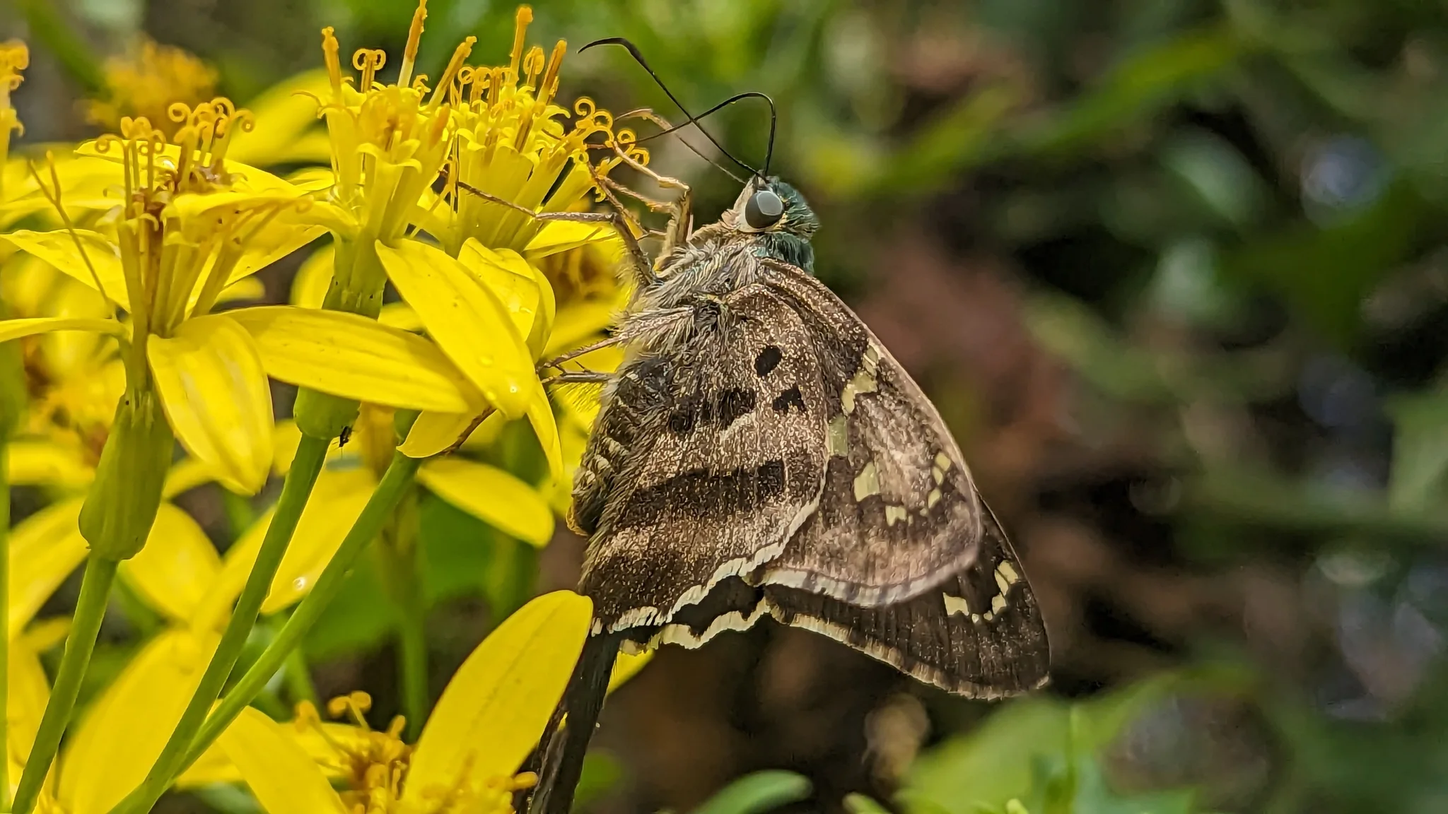 Brown butterfly on yellow flowers. Finer identification remains unconfirmed.