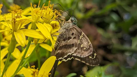Brown butterfly on yellow flowers. Finer identification remains unconfirmed.