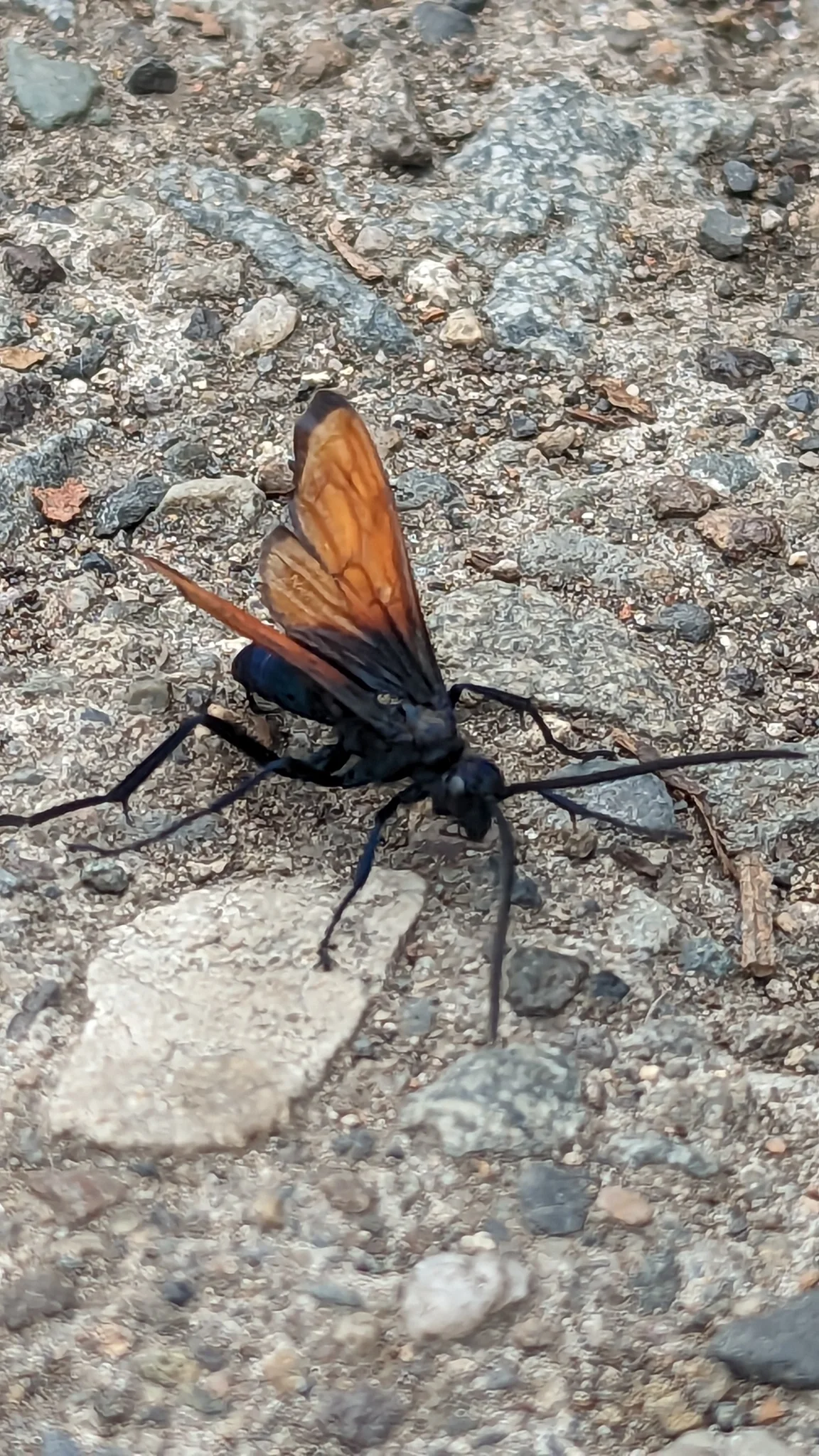 Orange and black insect on concrete. Finer identification remains unconfirmed.