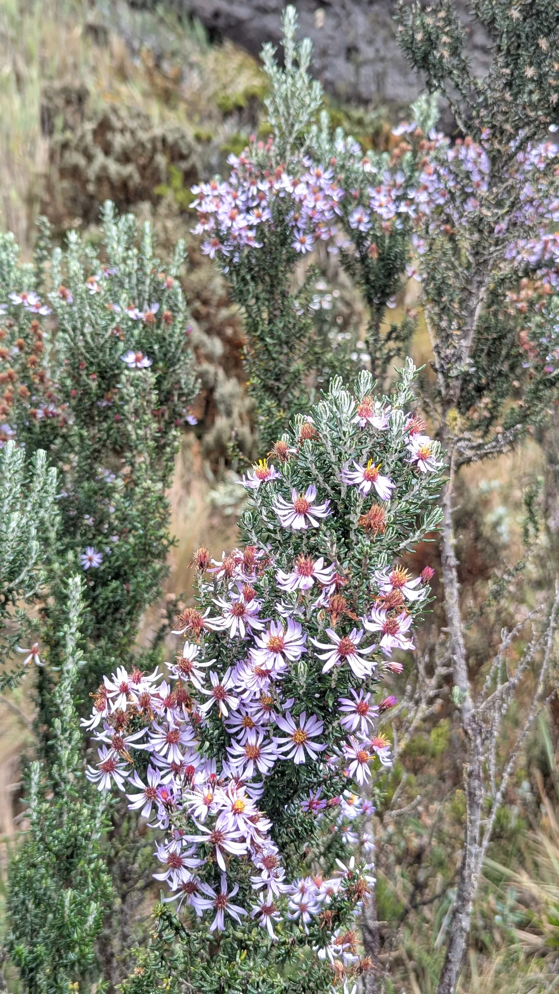 Pale pink flower spikes on branching stems. Finer identification remains unconfirmed.