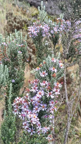 Pale pink flower spikes on branching stems. Finer identification remains unconfirmed.