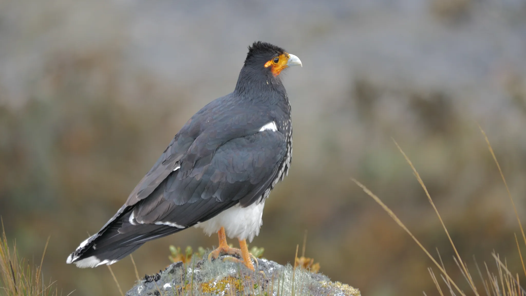 A dark bird with a yellow face