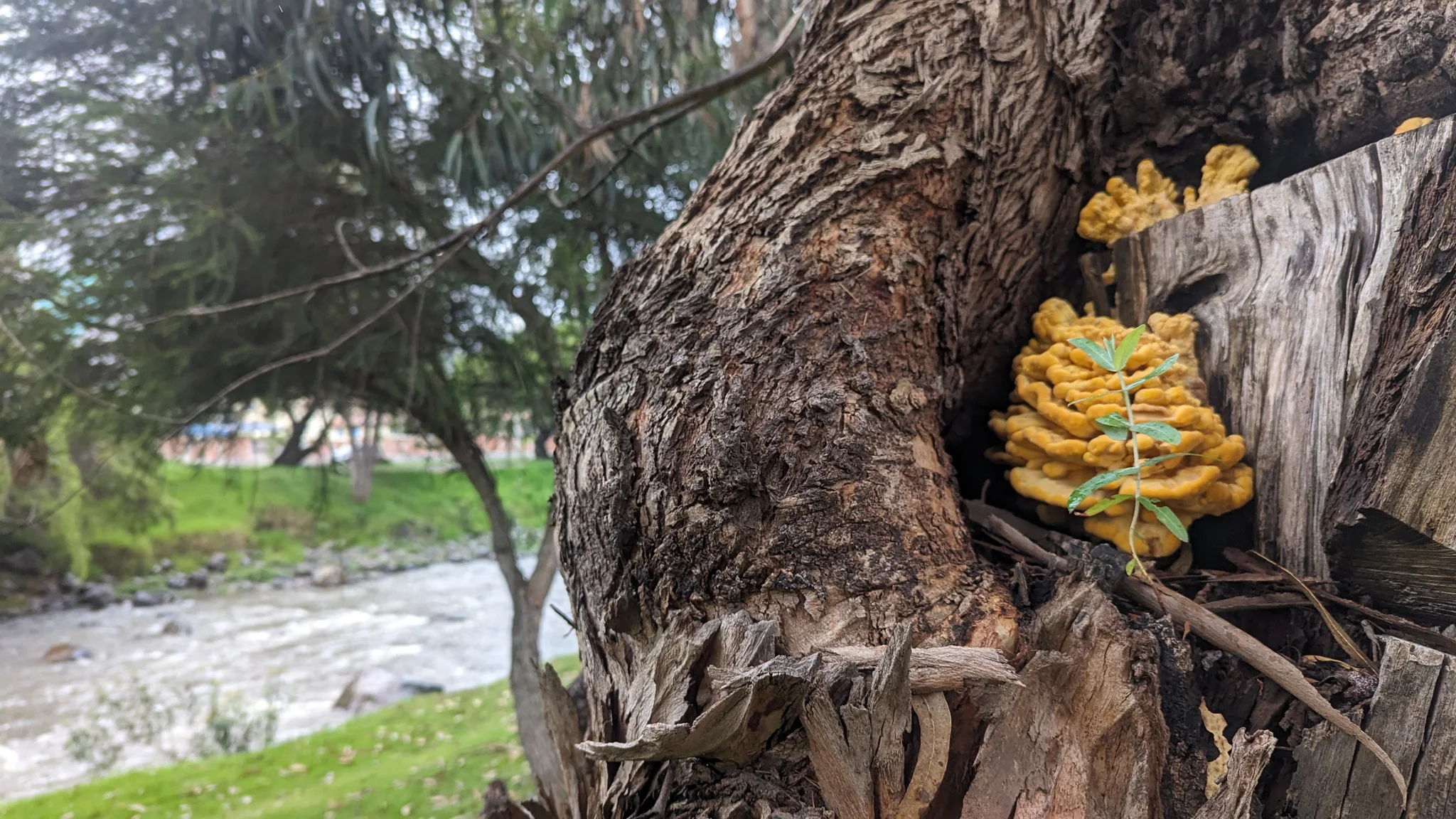 Yellow fungus on tree bark. Finer identification remains unconfirmed.