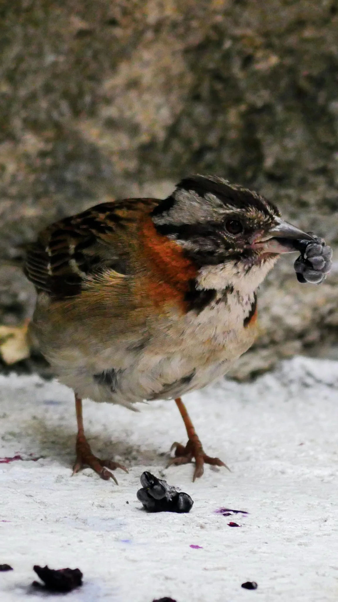 Small patterned bird on pale ground. Finer identification remains unconfirmed.