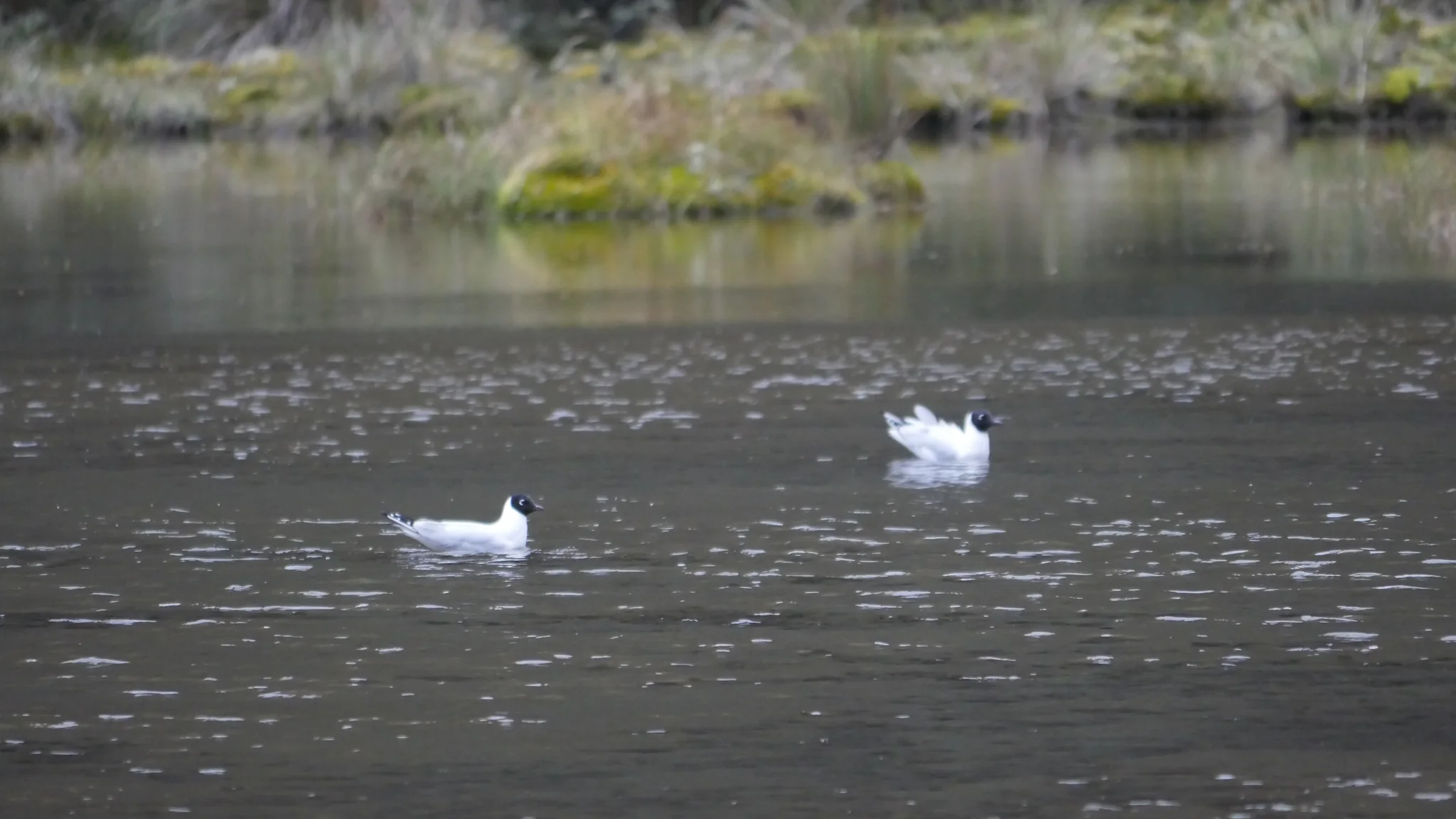 A white bird on quiet water