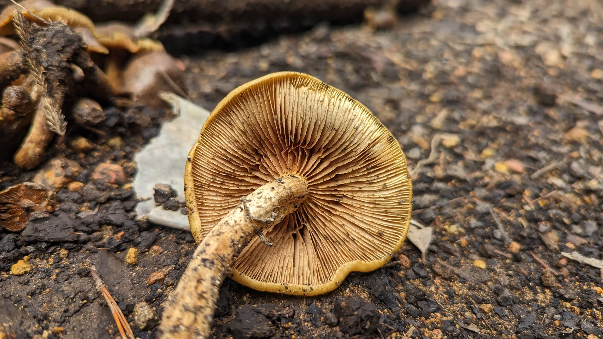 Underside of a mushroom showing gills. Finer identification remains unconfirmed.