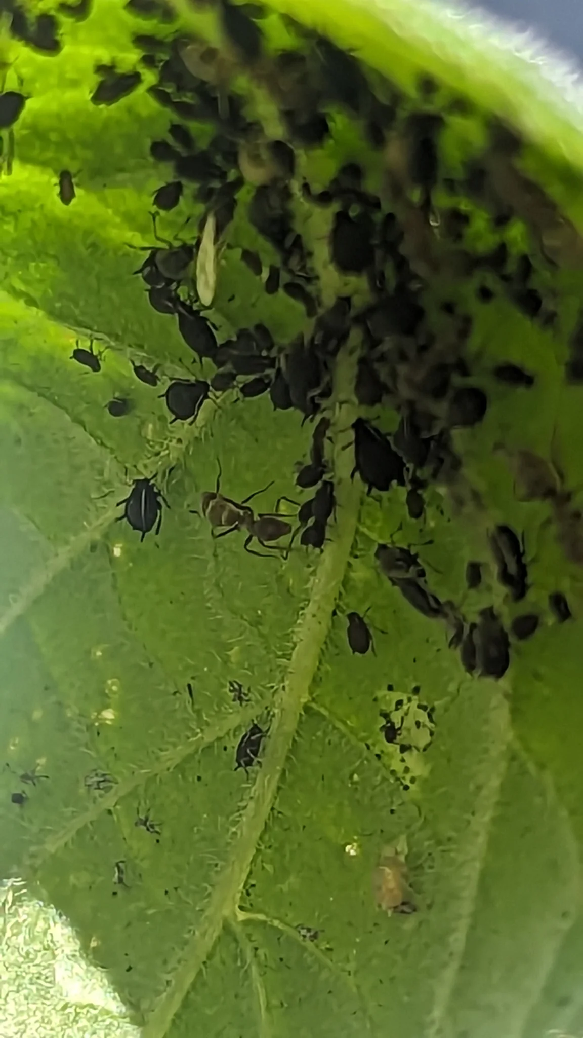 Small dark insects clustered on a leaf. Finer identification remains unconfirmed.