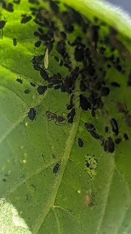 Small dark insects clustered on a leaf. Finer identification remains unconfirmed.